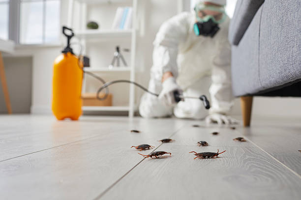 Affordable Pest Control solutions in Springfield, VA